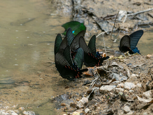 Chinese Peacock Swallowtail