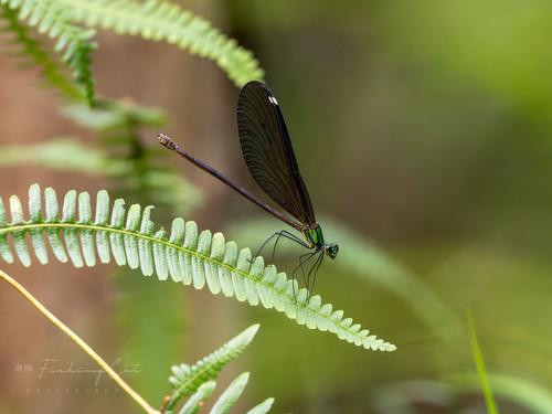 Matrona basilaris
