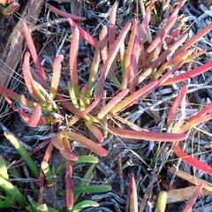 Carpobrotus muirii