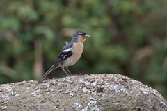 Fringilla coelebs moreletti