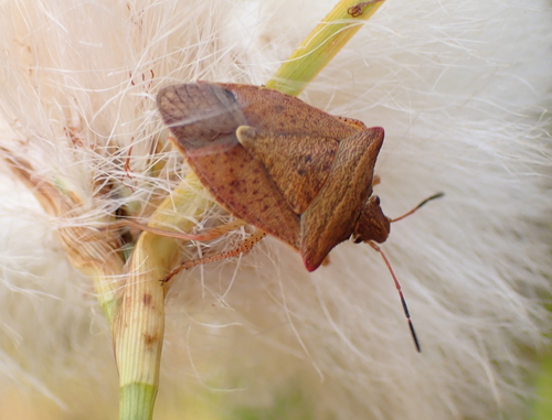 Euschistus ictericus photo 2