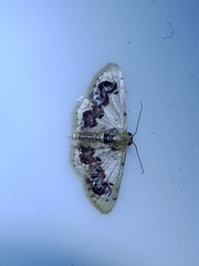 Idaea macrospila