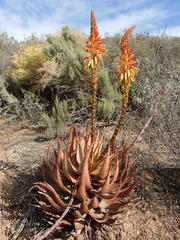 Aloe microstigma