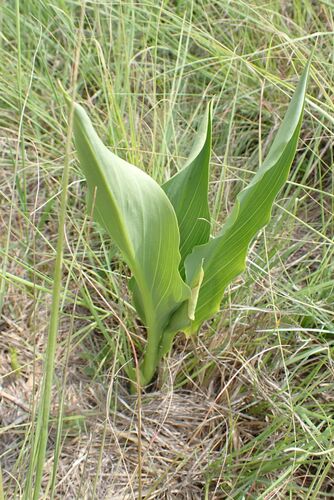 Zantedeschia rehmannii