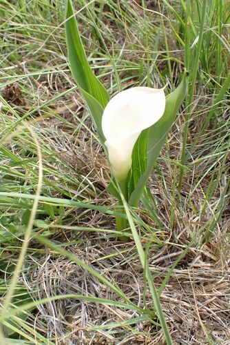 Zantedeschia rehmannii