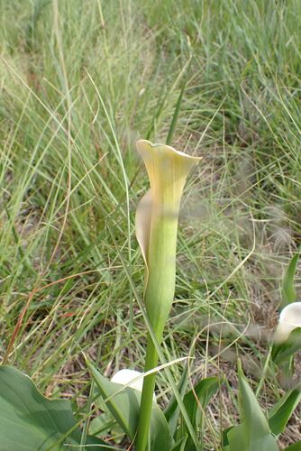 Image of Zantedeschia rehmannii by no rights reserved