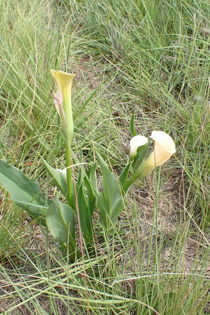 Zantedeschia rehmannii, De Berg, Ehlanzeni, South Africa