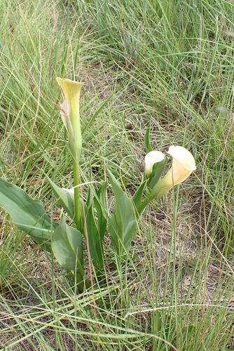 Zantedeschia rehmannii