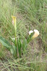Zantedeschia rehmannii