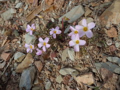 Oxalis burkei