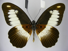 Papilio zenobia
