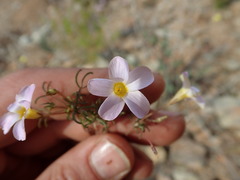 Oxalis burkei