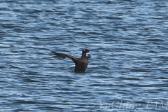 Melanitta stejnegeri