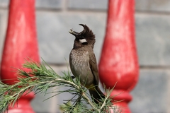 Pycnonotus leucogenys