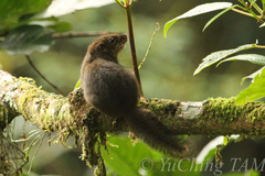 Sundasciurus everetti