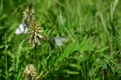 Astragalus uliginosus