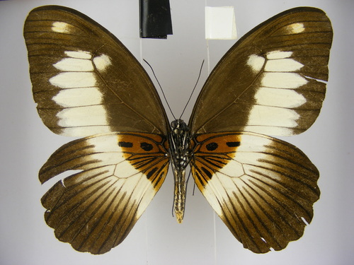 Zenobia Swallowtail