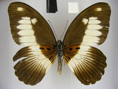 Papilio zenobia