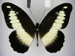 Papilio zenobia