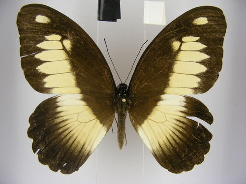 Zenobia Swallowtail