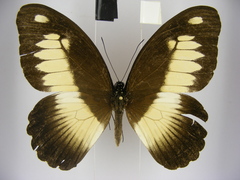 Papilio zenobia