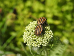Graphosoma rubrolineatum