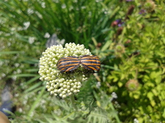 Graphosoma rubrolineatum