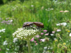 Graphosoma rubrolineatum