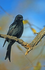 Dicrurus adsimilis fugax