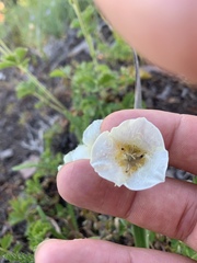 Calochortus subalpinus