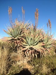 Aloe mutabilis