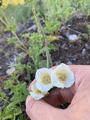 Calochortus subalpinus