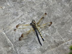 Orthetrum lineostigma