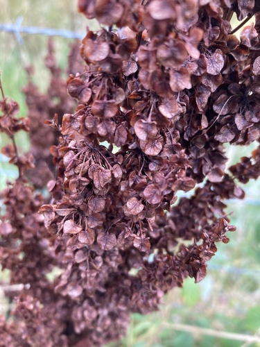 Image of Rumex longifolius by (c) Josh Hedley, some rights reserved (CC BY)