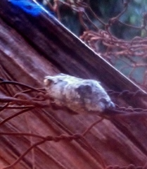 Chiromantis xerampelina