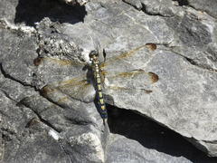 Orthetrum lineostigma