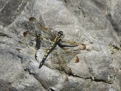 Orthetrum lineostigma