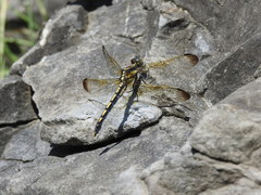 Orthetrum lineostigma