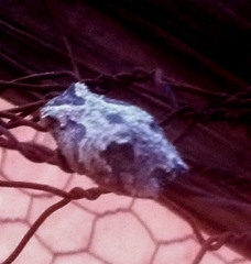 Chiromantis xerampelina