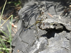 Orthetrum lineostigma