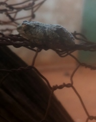 Chiromantis xerampelina