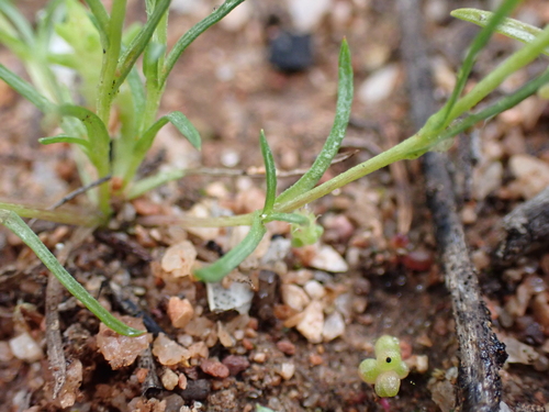Image of Rhodanthe pygmaea by (c) Nina Kerr, some rights reserved (CC BY)