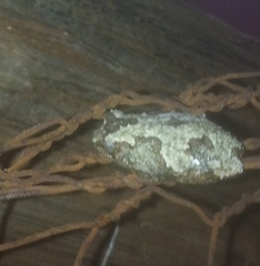 Chiromantis xerampelina