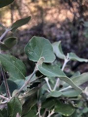 Androstachys johnsonii