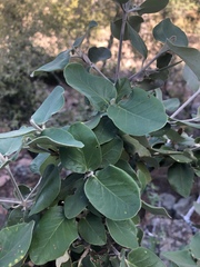 Androstachys johnsonii