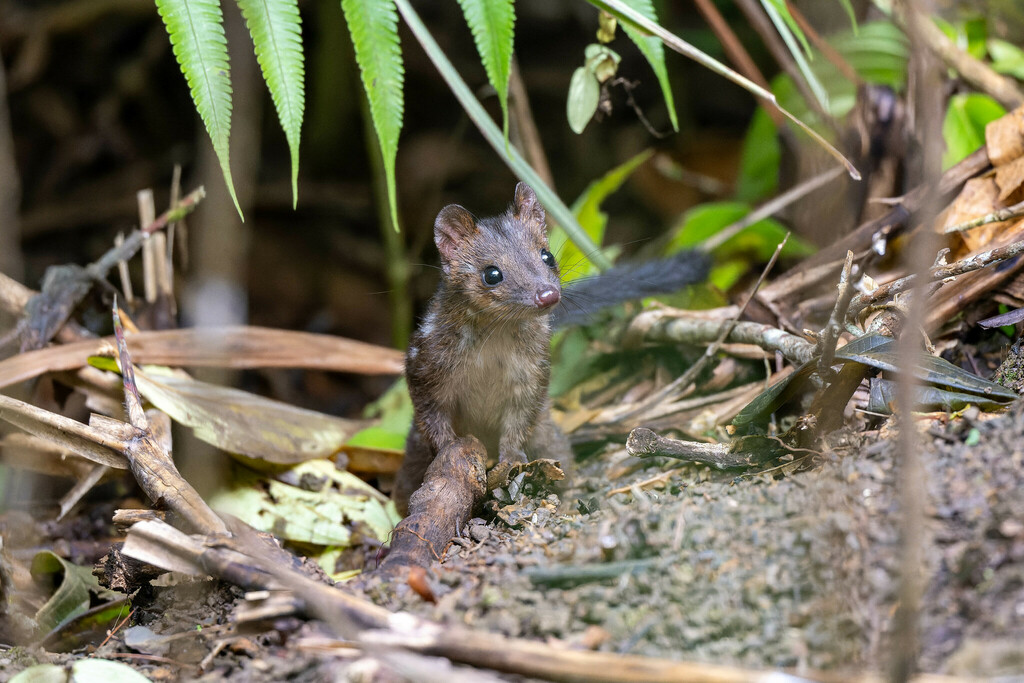 New Guinea Quoll