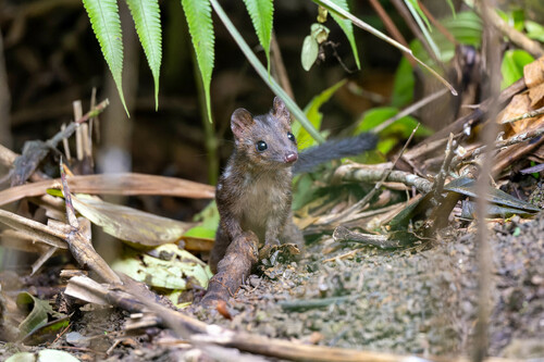 New Guinea Quoll