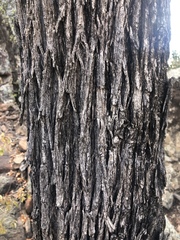 Androstachys johnsonii