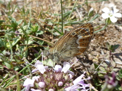 Coenonympha corinna