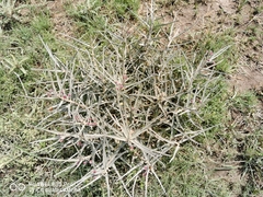 Asclepias brachystephana
